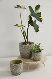 Verde pot