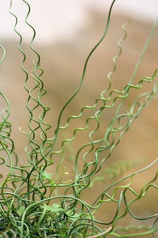 Juncus Spiralis