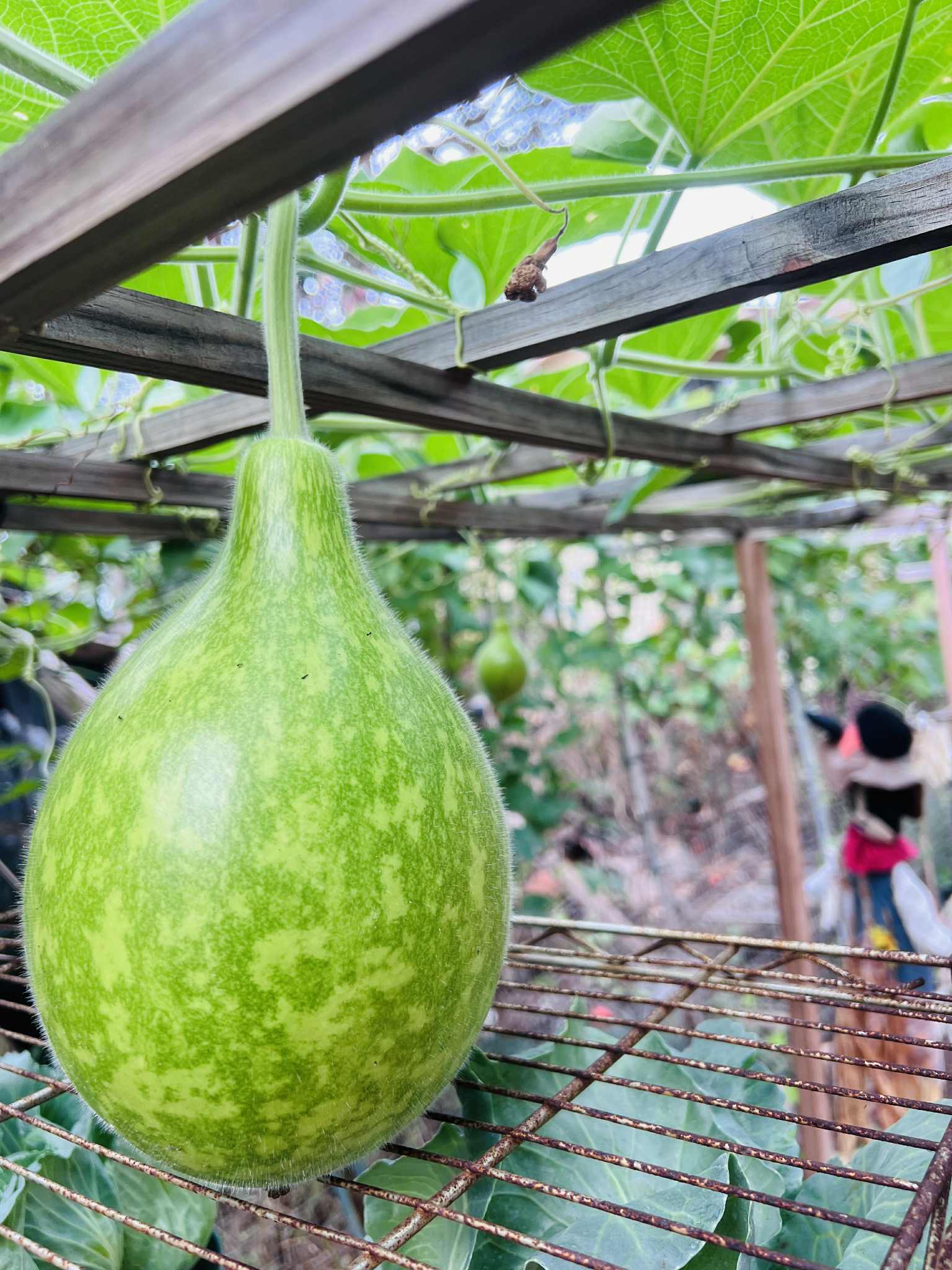 Squash Seeds (Tabungao)