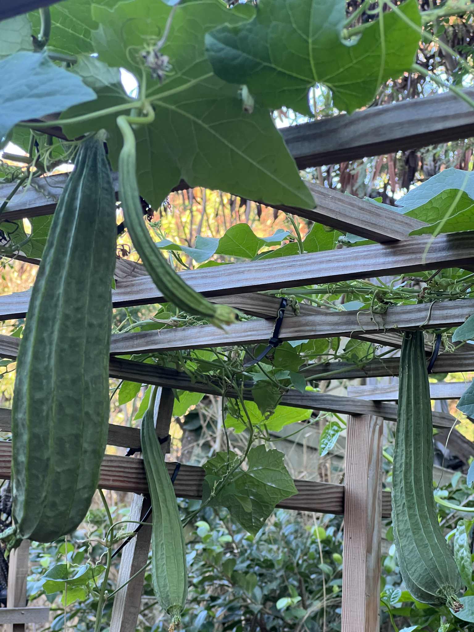 Patola (rigged luffa) seeds